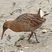 Clapper Rail